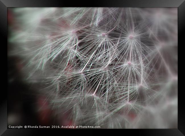 Dandelion clock Framed Print by Rhonda Surman