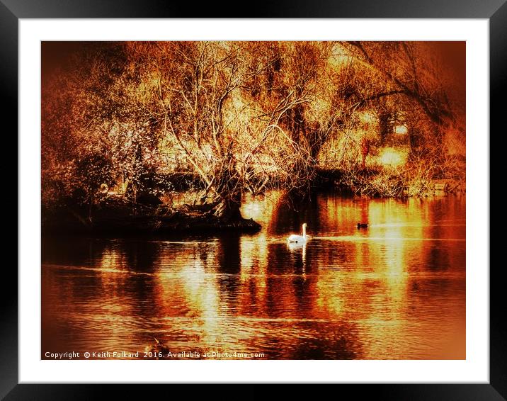 Golden Swan Framed Mounted Print by Keith Folkard