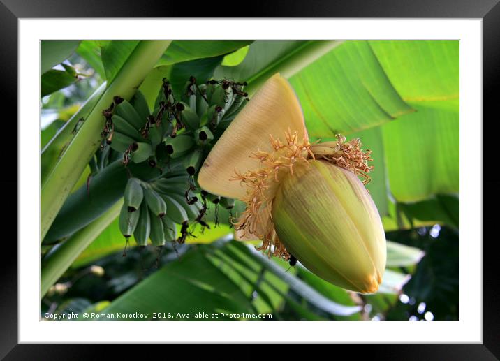 Bananas in a tree Framed Mounted Print by Roman Korotkov