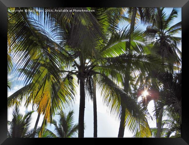 sun through the palms Framed Print by Paul Shaw