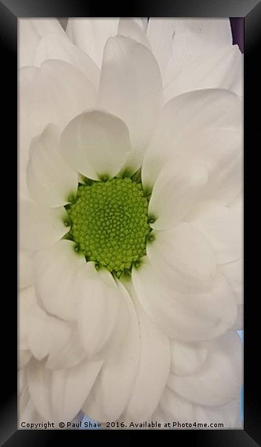 white flower Framed Print by Paul Shaw