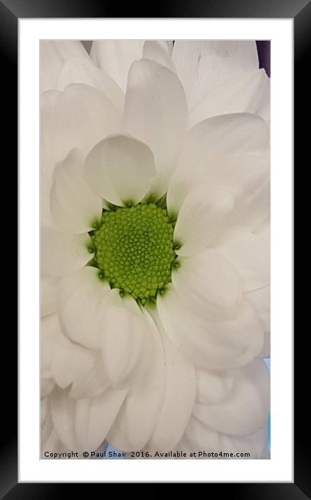 white flower Framed Mounted Print by Paul Shaw