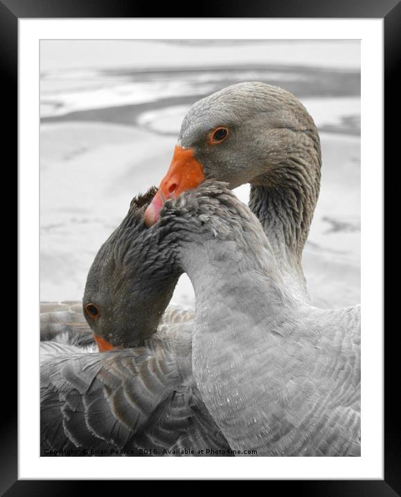 Geese in Love Framed Mounted Print by Brian Pearce