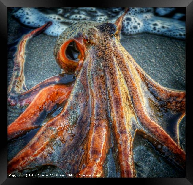 Octopus Framed Print by Brian Pearce