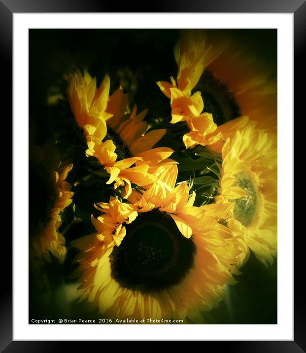 Sunflowers  Framed Mounted Print by Brian Pearce