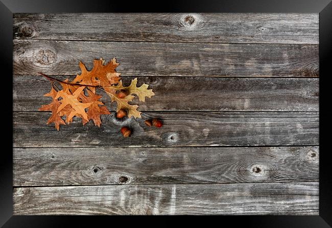 Seasonal oak leaves with acorns on a rustic wood background for  Framed Print by Thomas Baker