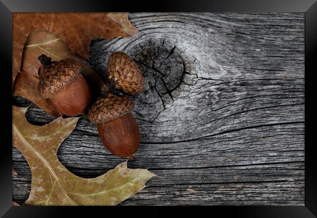 Acorns with oak leaves on rustic wood background for Thanksgivin Framed Print by Thomas Baker