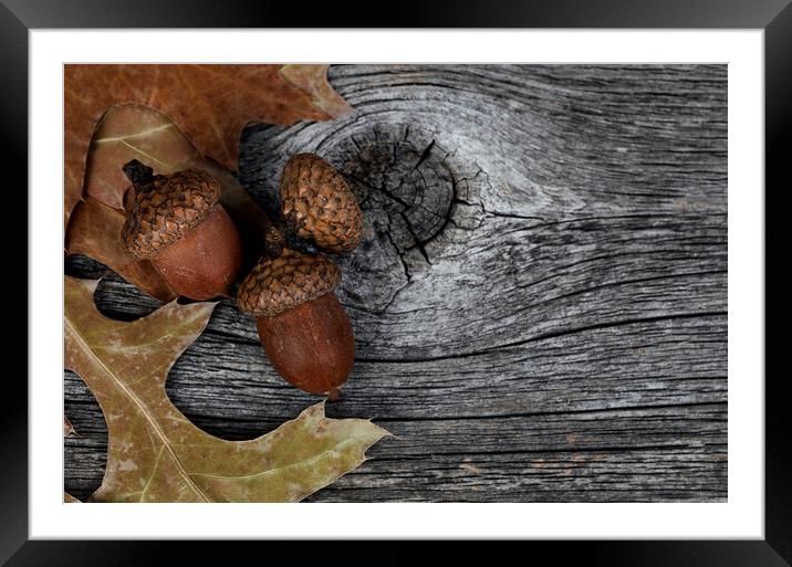 Acorns with oak leaves on rustic wood background for Thanksgivin Framed Mounted Print by Thomas Baker