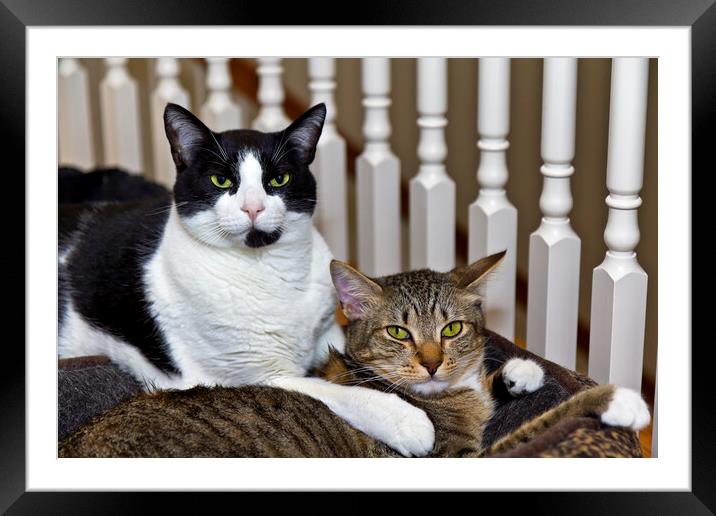 Two cats being relaxed at home  Framed Mounted Print by Thomas Baker