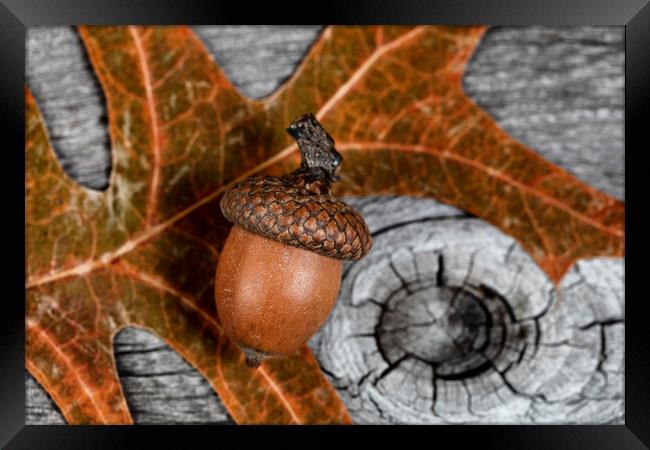 Closeup an acorn with leaf and aged wooden planks in background  Framed Print by Thomas Baker