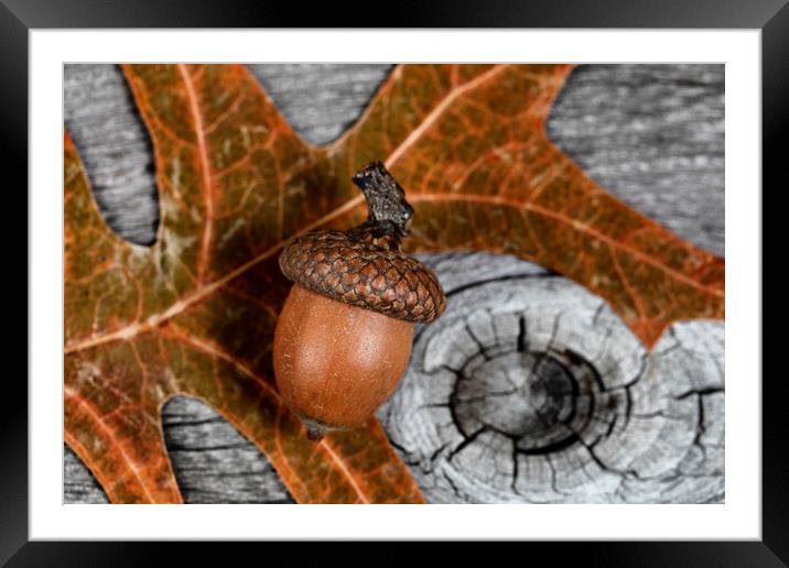 Closeup an acorn with leaf and aged wooden planks in background  Framed Mounted Print by Thomas Baker
