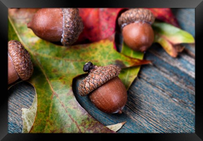 Closeup an acorn with leaf and blue aged wooden planks in backgr Framed Print by Thomas Baker