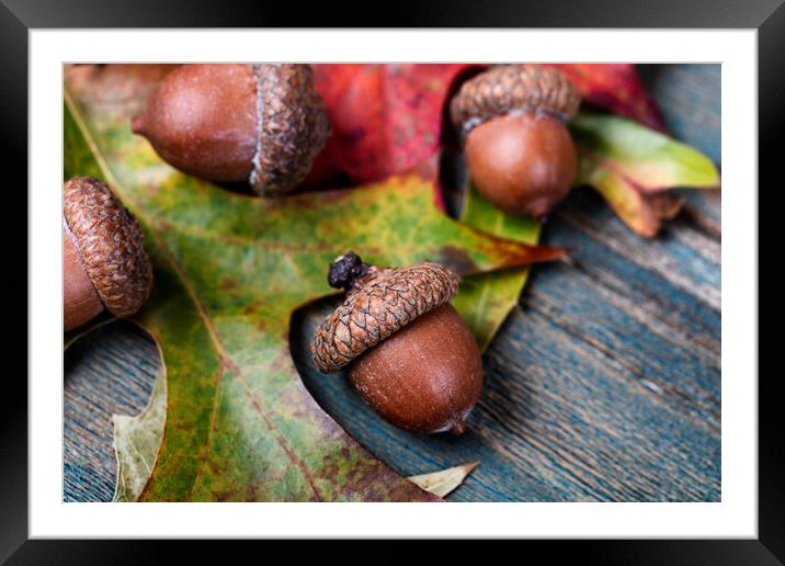Closeup an acorn with leaf and blue aged wooden planks in backgr Framed Mounted Print by Thomas Baker