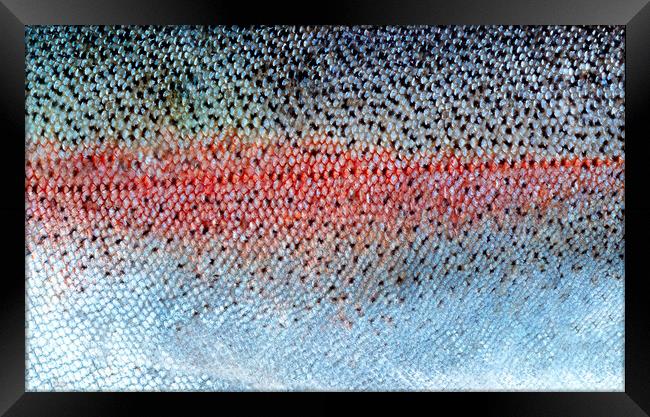 Real fish scales or skin background in filled frame layout  Framed Print by Thomas Baker