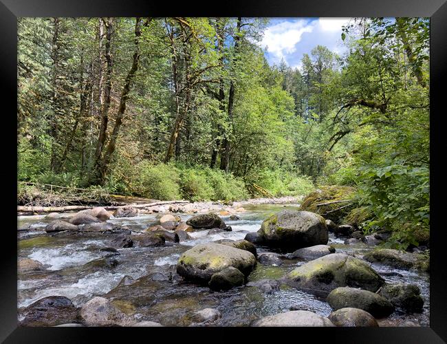 Small rocky river flowing through the Olympic Forest of Washingt Framed Print by Thomas Baker