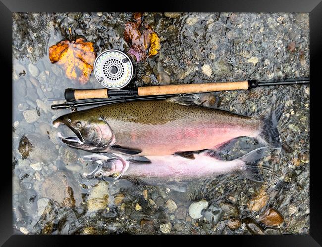 Pacific Northwest wild silver coho salmon next to fly reel and r Framed Print by Thomas Baker