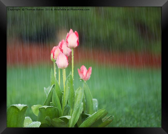 Blooming Flowers in Springtime Rain  Framed Print by Thomas Baker