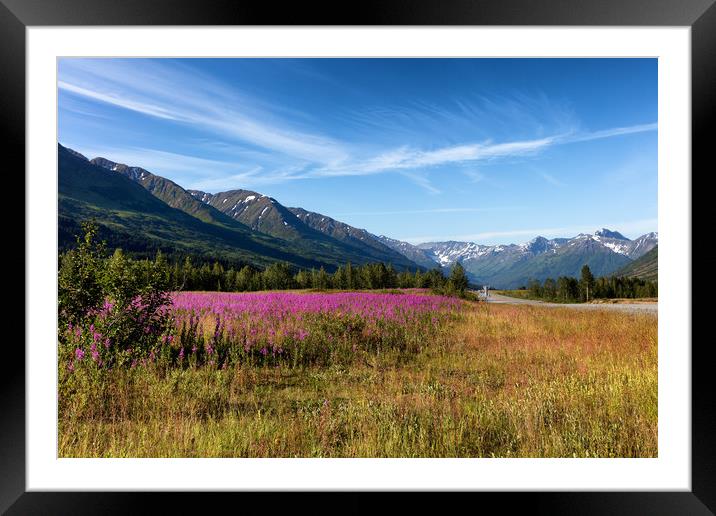 Wild flowers with mountains and forest in backgrou Framed Mounted Print by Thomas Baker