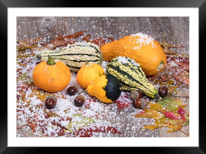 Seasonal autumn gourds plus leaves and acorn decor Framed Mounted Print by Thomas Baker