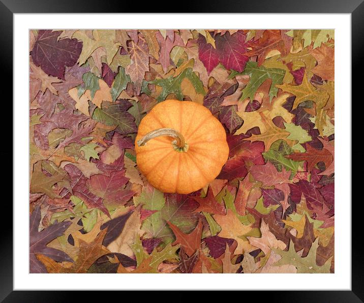 Real pumpkin surrounded with fading Autumn foliage Framed Mounted Print by Thomas Baker