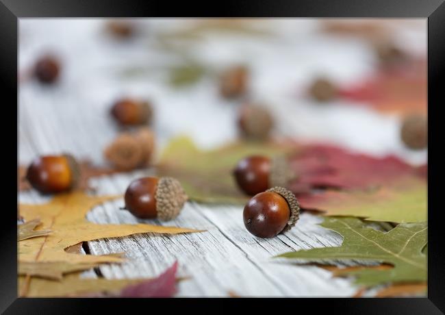 Autumn acorn background  Framed Print by Thomas Baker
