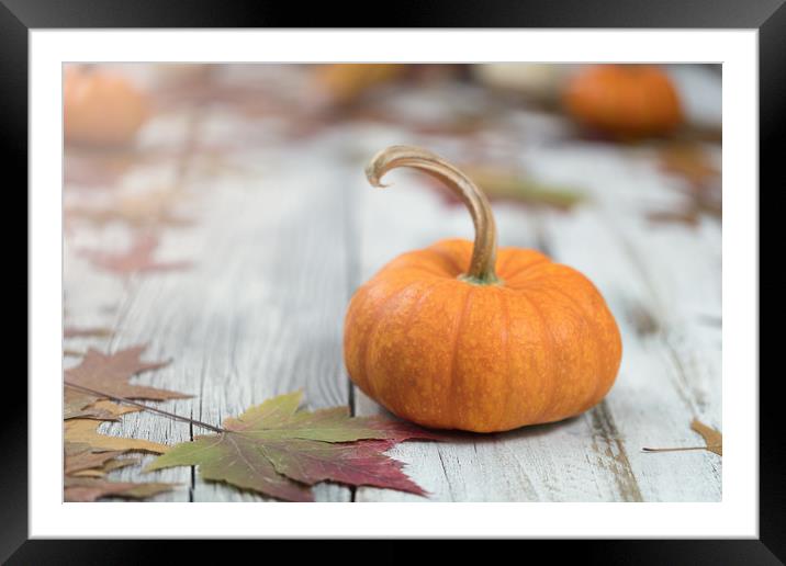 Autumn background with pumpkins and leaves on wood Framed Mounted Print by Thomas Baker