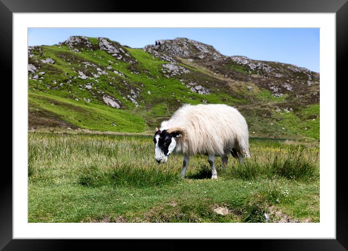 sheep in pasture eating wild grass Framed Mounted Print by Thomas Baker