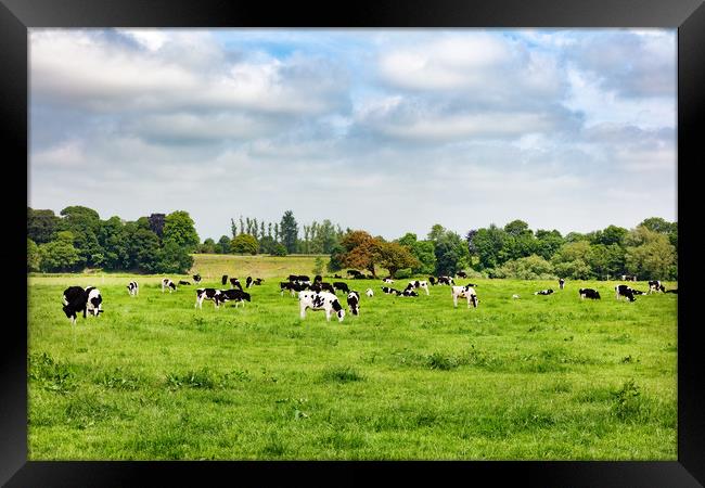 Dairy cows grazing in open grass field of farm  Framed Print by Thomas Baker