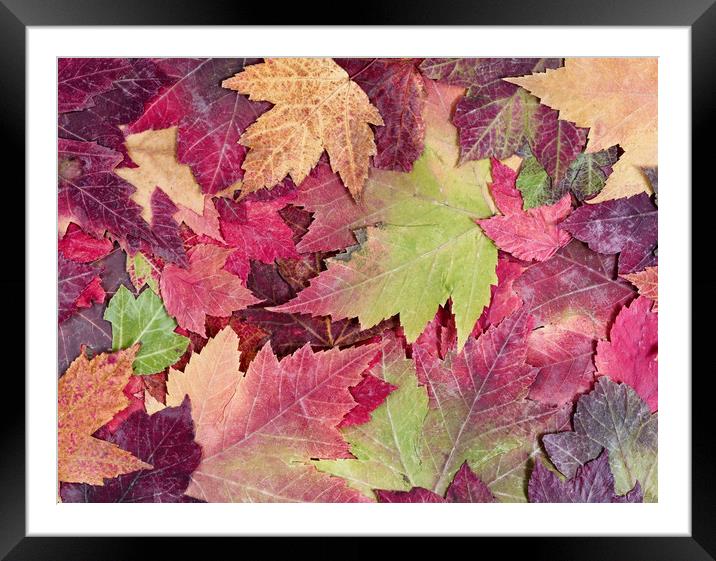 Autumn rustic colorful maple leaves background  Framed Mounted Print by Thomas Baker