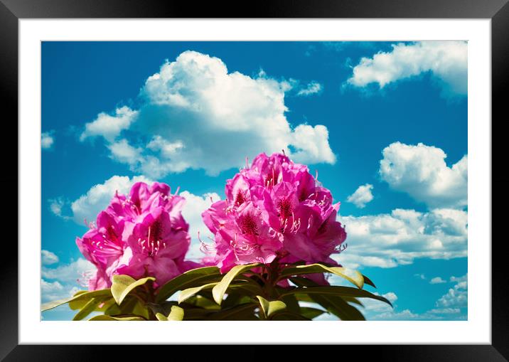 Washington State Native rhododendron flower starti Framed Mounted Print by Thomas Baker