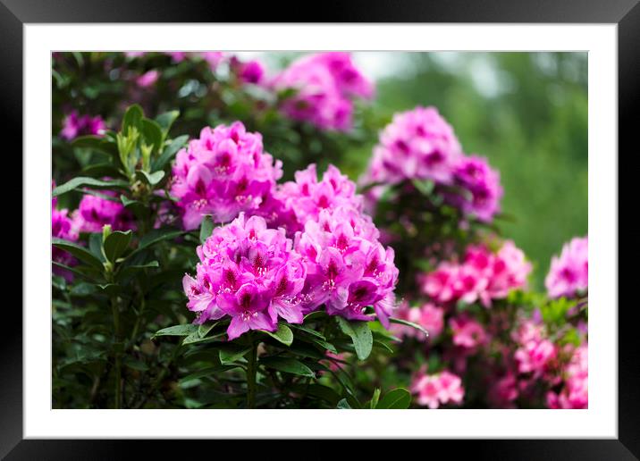 Rhododendron flowers in full bloom during springti Framed Mounted Print by Thomas Baker