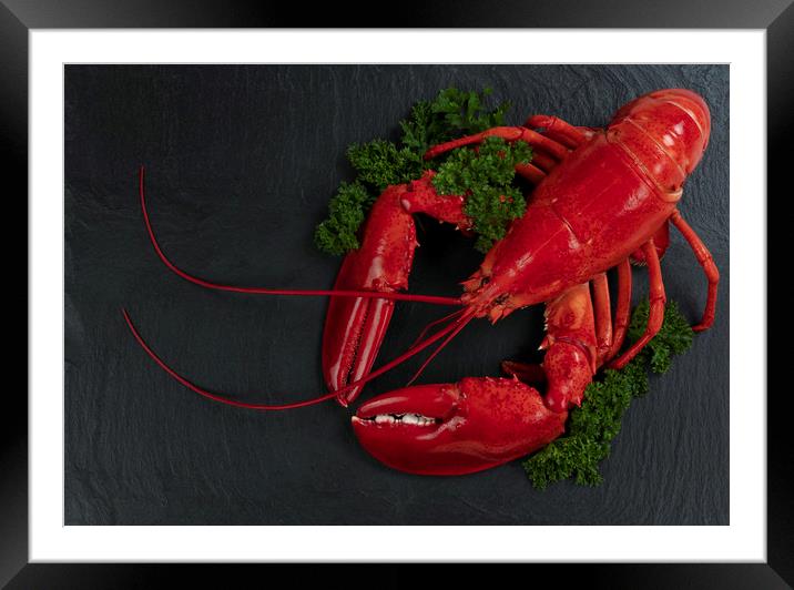 Whole red lobster with fresh parsley on slate ston Framed Mounted Print by Thomas Baker