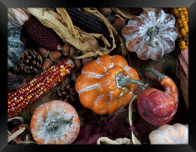 Seasonal fall decorations consisting of pumpkins,  Framed Print by Thomas Baker