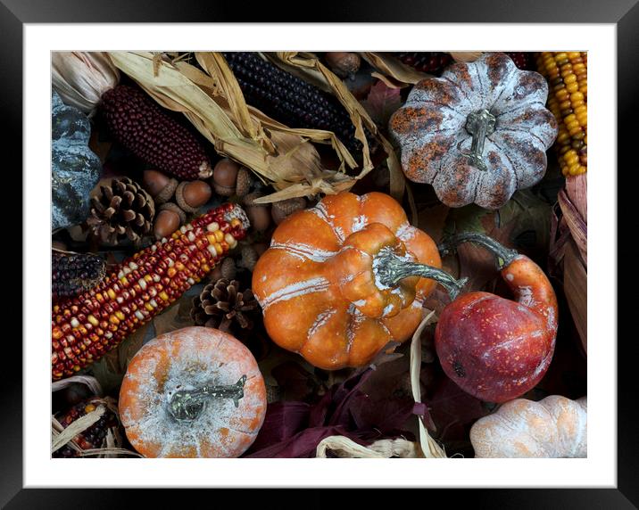 Seasonal fall decorations consisting of pumpkins,  Framed Mounted Print by Thomas Baker