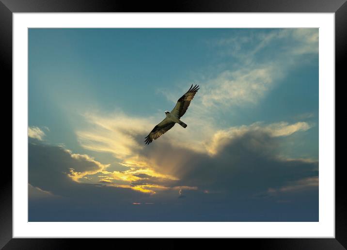 Osprey bird soaring high in evening sky looking fo Framed Mounted Print by Thomas Baker