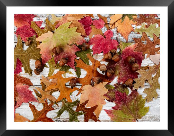 Filled frame format of seasonal leaves and acorn decorations for the happy thanksgiving holiday  Framed Mounted Print by Thomas Baker