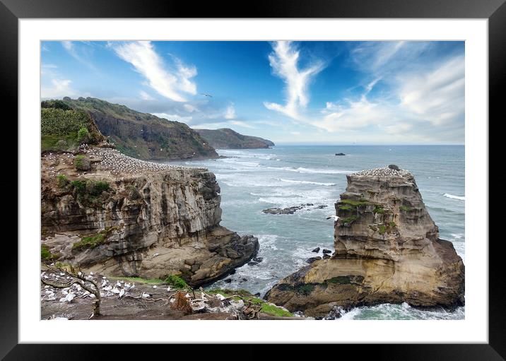 Jagged coastline of New Zealand with ocean and bir Framed Mounted Print by Thomas Baker