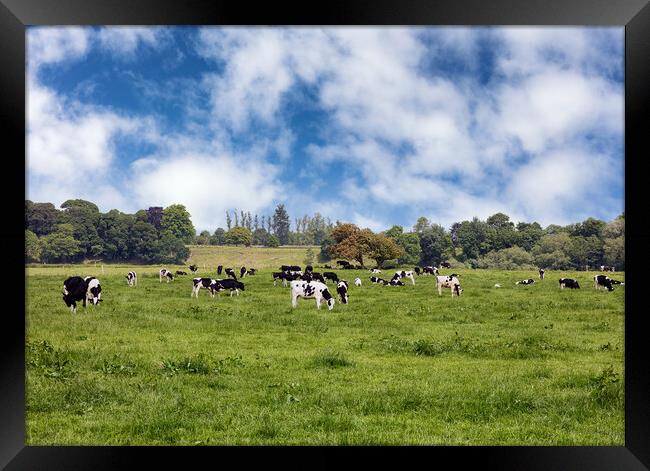 Grazing dairy cows in grassy farm pasture   Framed Print by Thomas Baker