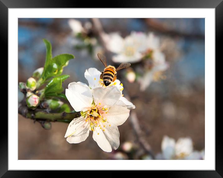 bee hover onto a flower Framed Mounted Print by sharon hitman