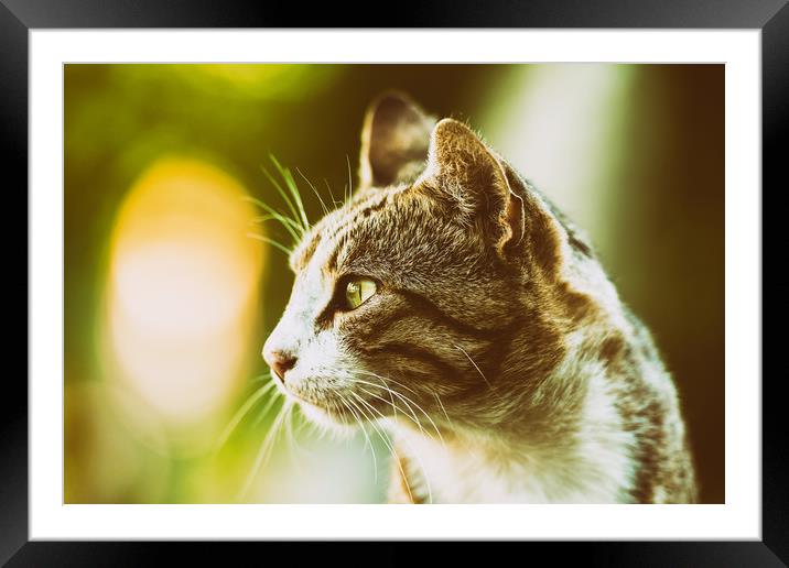 Domestic Cat Profile Portrait Framed Mounted Print by Radu Bercan