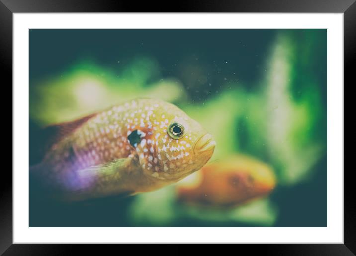 Hemichromis Lifalili Fish Framed Mounted Print by Radu Bercan