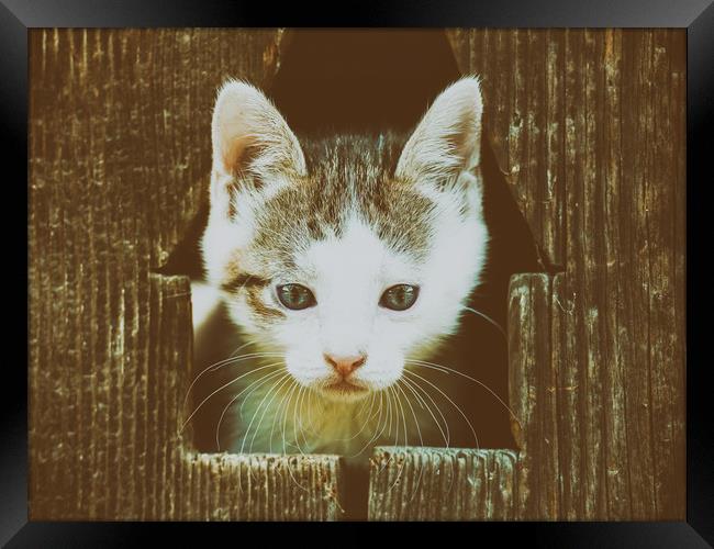 Small Baby Kitty Cat Portrait Framed Print by Radu Bercan