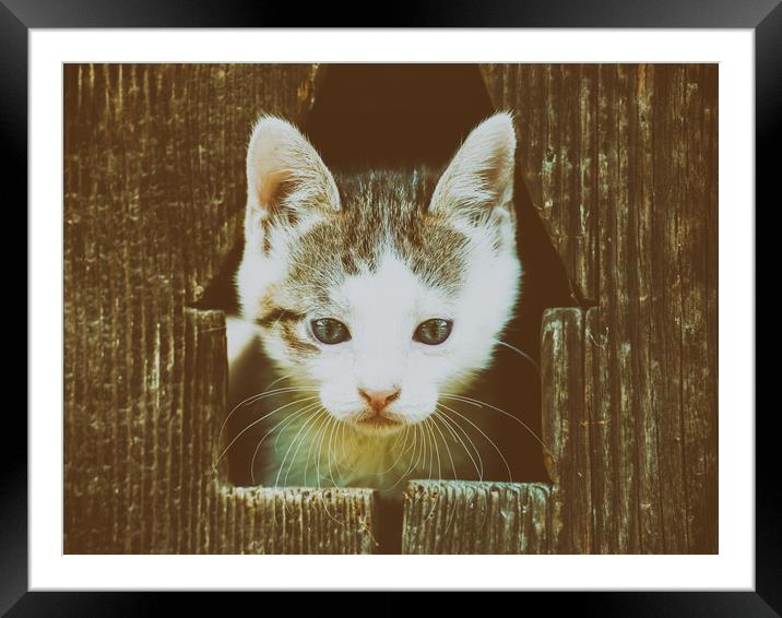 Small Baby Kitty Cat Portrait Framed Mounted Print by Radu Bercan