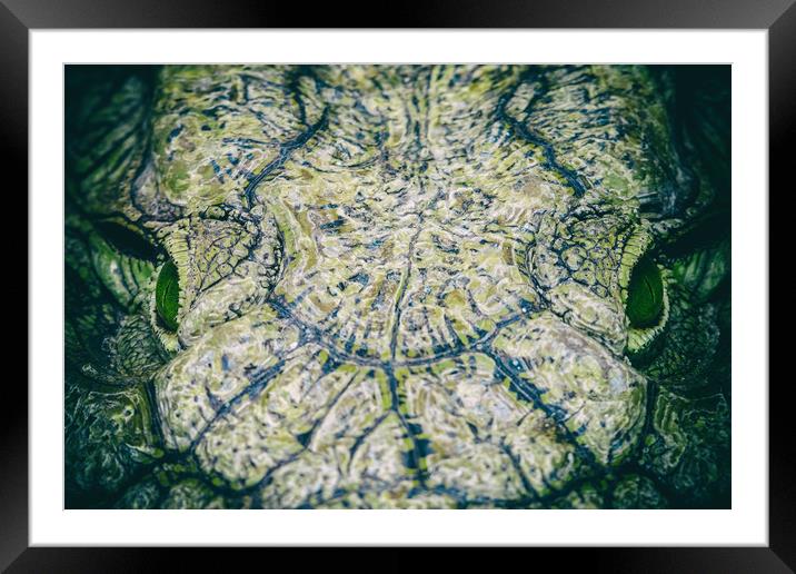 Wild Nile Crocodile Framed Mounted Print by Radu Bercan