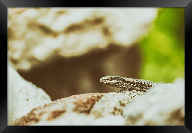 Small Rock Lizard Framed Print by Radu Bercan