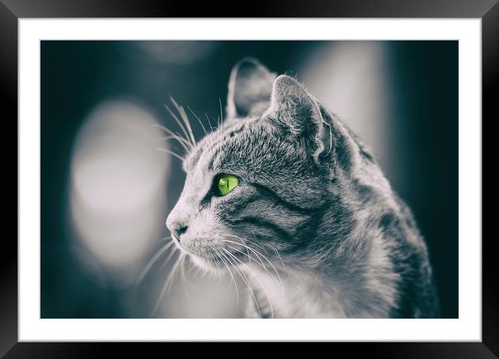 Domestic Cat Profile Portrait Framed Mounted Print by Radu Bercan