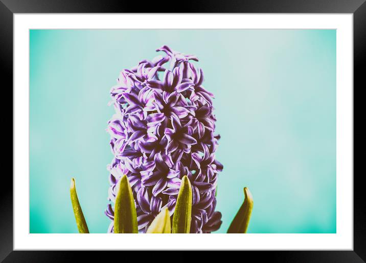 Common Dutch Garden Hyacinth Framed Mounted Print by Radu Bercan