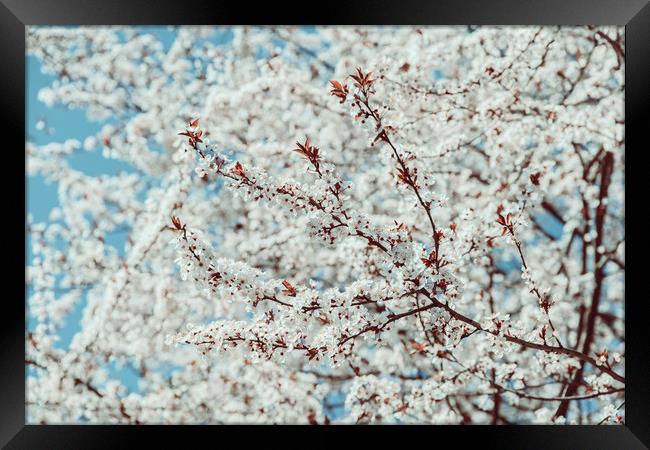 White Apple Tree Flowers Spring Blossom Framed Print by Radu Bercan