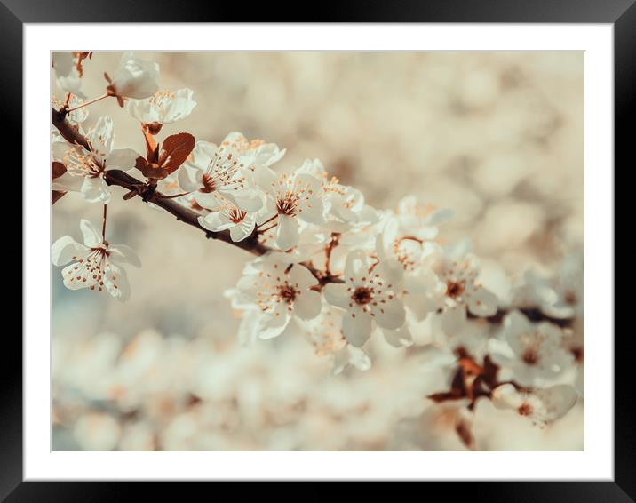 White Apple Tree Flowers Spring Blossom Framed Mounted Print by Radu Bercan