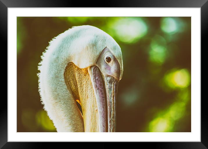 Wild Pelican Portrait Framed Mounted Print by Radu Bercan